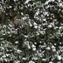 High Resolution Seamless Textures 0006